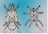 名:polyphagotarsonemus latus(banks                  类属:蜱螨目