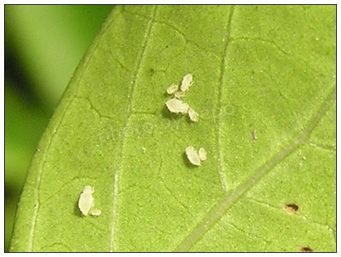 白三叶蚜虫