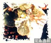 秋海棠叶枯线虫病