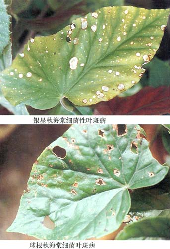 秋海棠细菌叶斑病