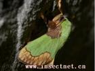 迹斑绿刺蛾