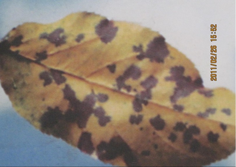 海棠褐斑病