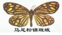 马尾松锦斑蛾图片