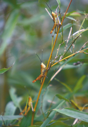落叶松球蚜指名亚种