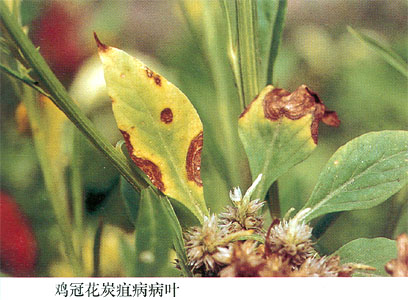 花卉炭疽病的症状图片图片