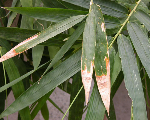 竹子常见病虫害图片